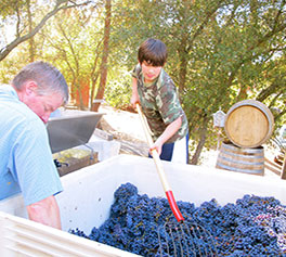 Grape Harvest in Amador County CA at Tanis Vineyards Winery.