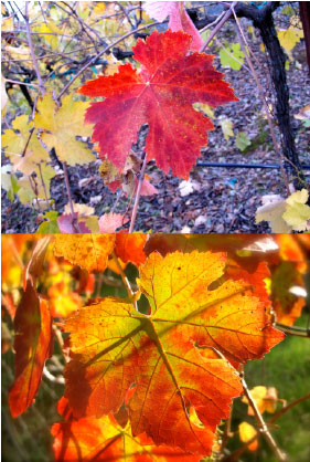 Vines in Autumn at Tanis Winery