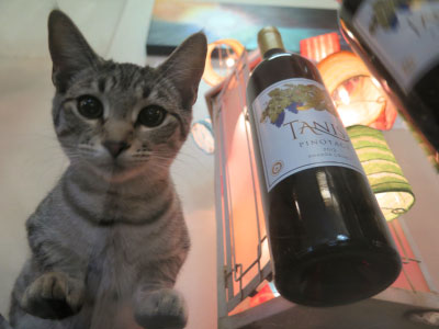 Cool Cats Love Tanis Wine!