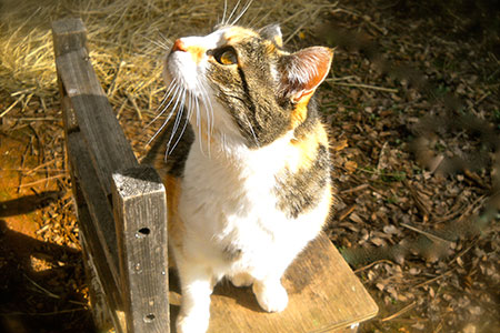 Alico the calico lived on the property before we even built. She is a good and faithful kitty.  She will greet you when you visit and enjoy your affection for hours if you let her.