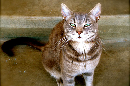 Harrison is not just a pretty face, he is also 
                            the best mouser that ever existed in the Tanis Vineyards cat world! The only rattlesnake we've ever seen on the property was no match for this mighty hunter.