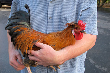 I'm not kidding when I say this rooster lived the first part of its life in the house. Hatched from an egg from the coop, as a chick he enjoyed sitting on Andrew's shoulder and listening to jazz piano before bed.	