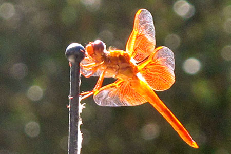 Brilliantly colored dragonfly.