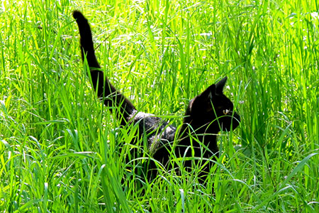 Blackie, also known as Sheba depending on her mood, came to us as a rescue animal from Feed Barn in Jackson. (A great place to find a kitty who needs a home if you are looking.) She's a confident and happy kitty.