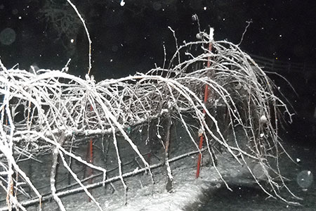 Winter vines under a gentle blanket of freshly fallen snow.