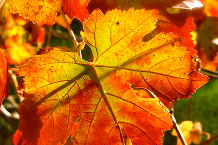 Beautiful fall colors.