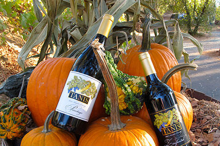 Tanis Pinotage and Late Harvest Zinfandel with autumn pumpkins.